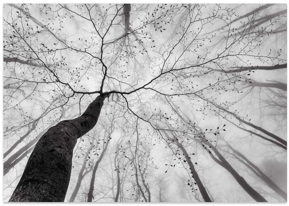 Winding Tree in Mist – B2B