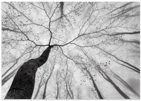 Winding Tree in Mist – B2B