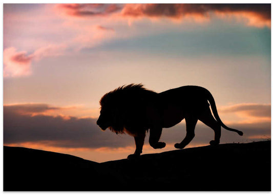 Majestic Lion Sunset – B2B