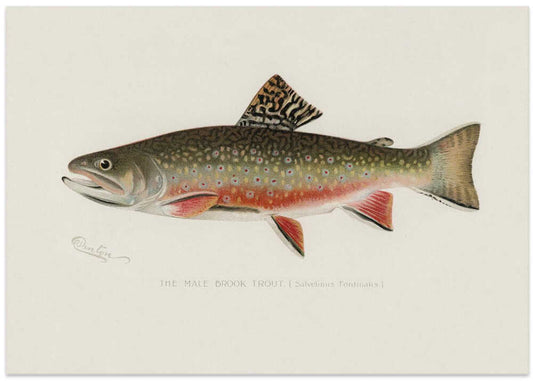 Male Brook Trout – B2B