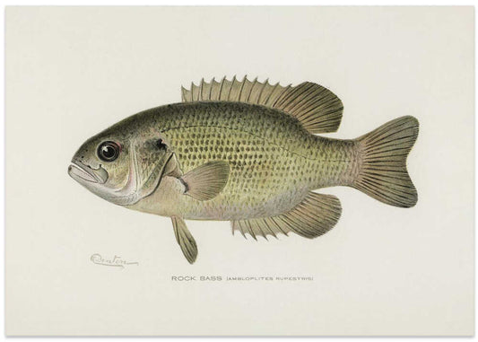 Rock Bass (ambloplites Rupestris) By Sherman F. Denton (1856 1937) – B2B