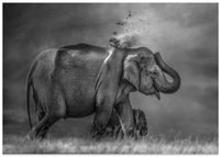 Elephant mother and cub – B2B