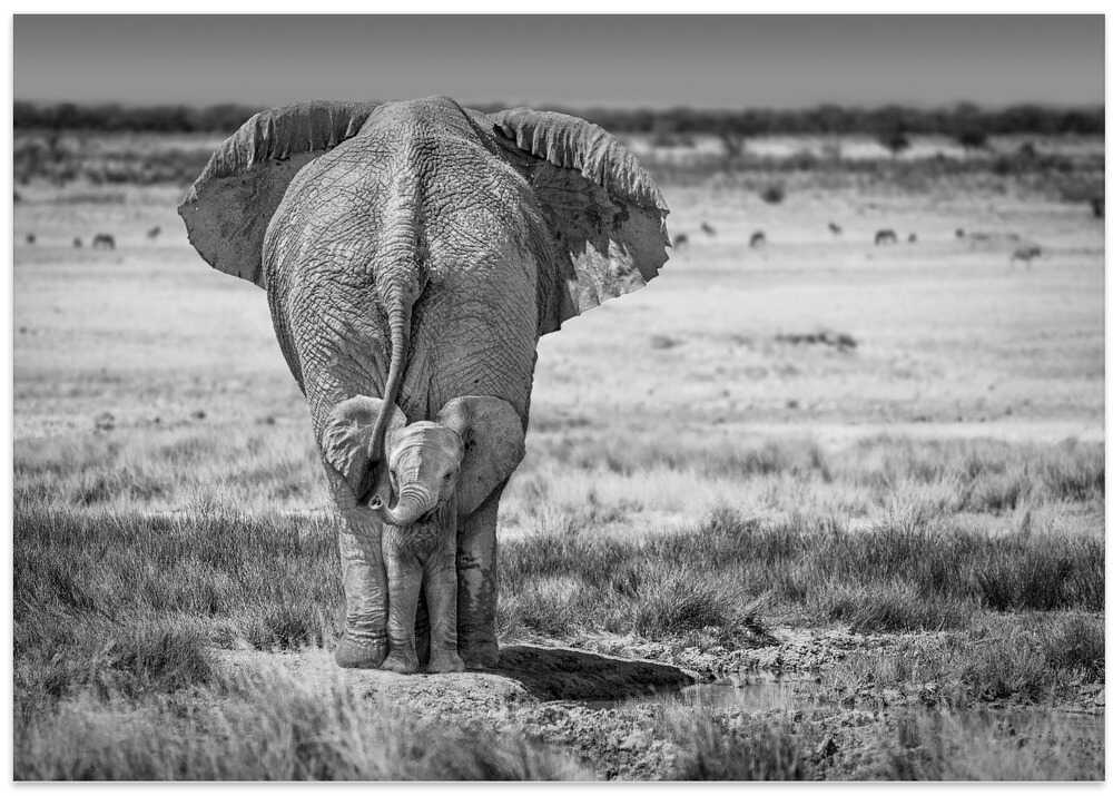 BabyElephant-BW – B2B