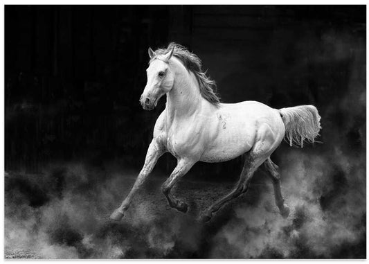 Fergana horse – B2B