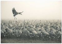 Misty Morning Cranes – B2B