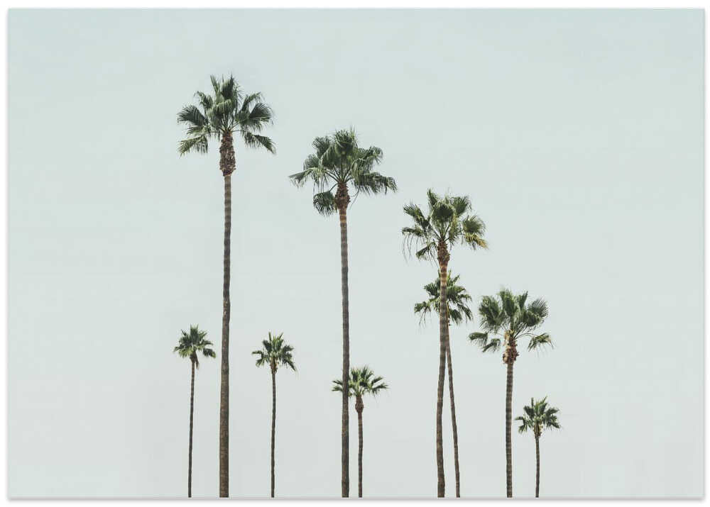 Cali Palms – B2B