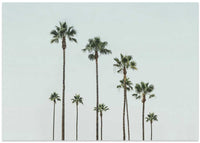 Cali Palms – B2B