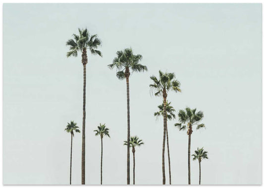 Cali Palms – B2B