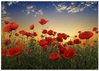 Poppies – B2B