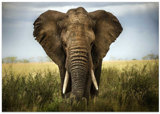 Majestic African Elephant – B2B
