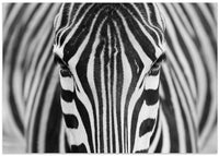 Intense Zebra Eyes – B2B
