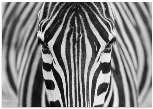 Intense Zebra Eyes – B2B