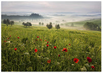 Misty Tuscan Poppies – B2B