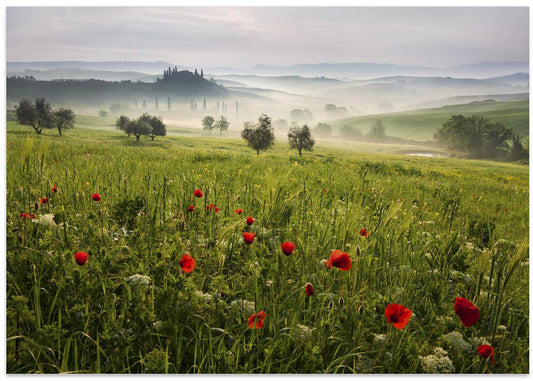 Misty Tuscan Poppies – B2B