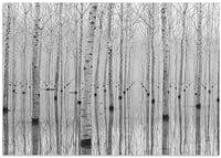 Misty Forest Reflections – B2B