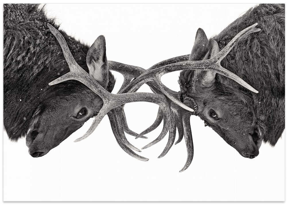 Eye to Eye - Elk fight – B2B
