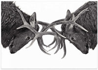 Eye to Eye - Elk fight – B2B