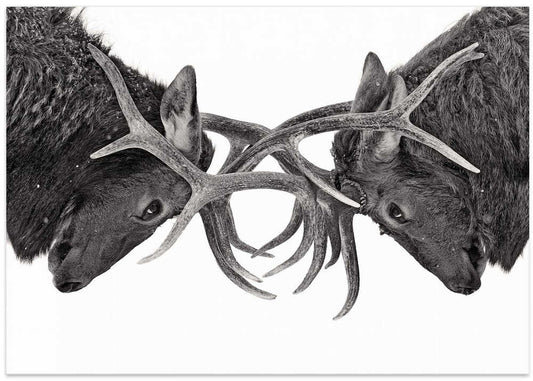 Intense Elk Battle – B2B
