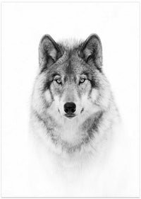 Majestic Wolf Gaze – B2B