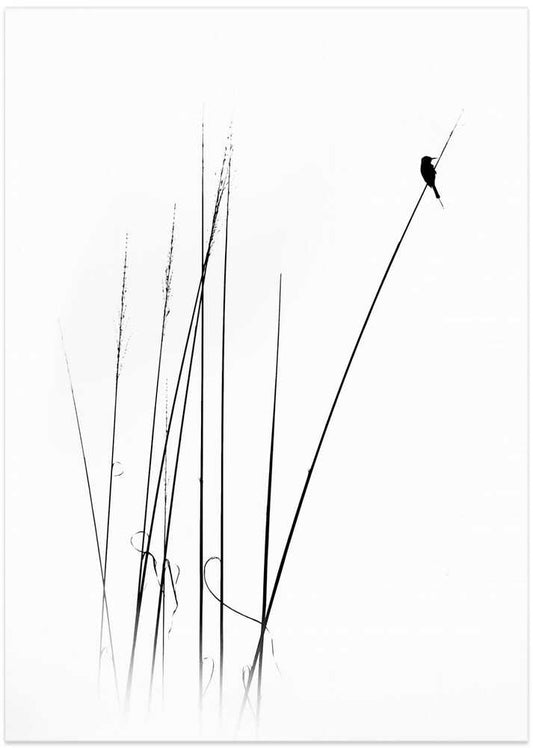 Graceful Reed Bird – B2B