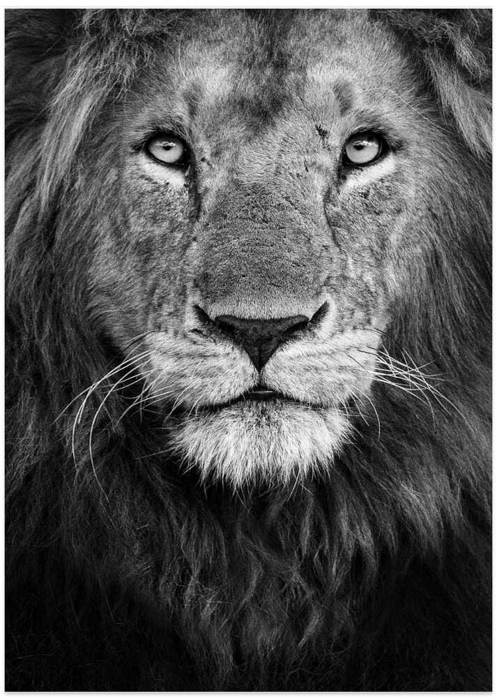 Majestic Lion Portrait – B2B