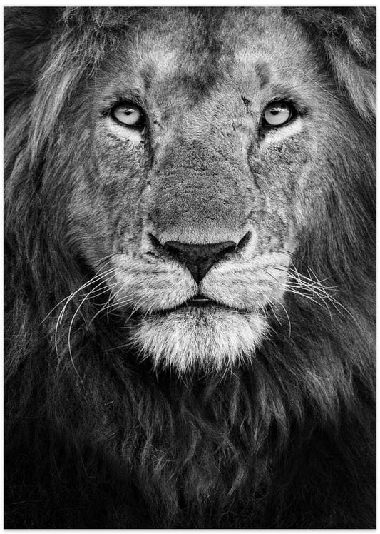 Majestic Lion Portrait – B2B