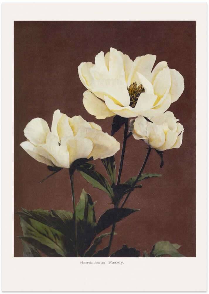 Hærdaceous Peony – B2B
