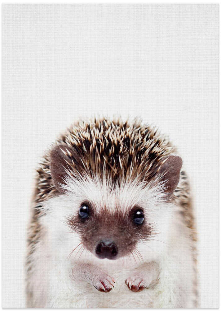Peekaboo Hedgehog – B2B