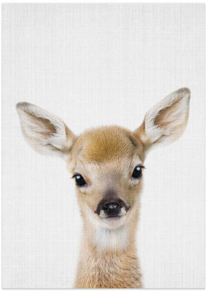 Adorable Fawn Portrait – B2B