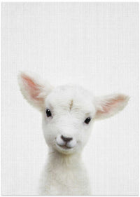 Cute Baby Lamb – B2B