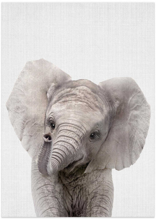 Peekaboo Baby Elephant – B2B