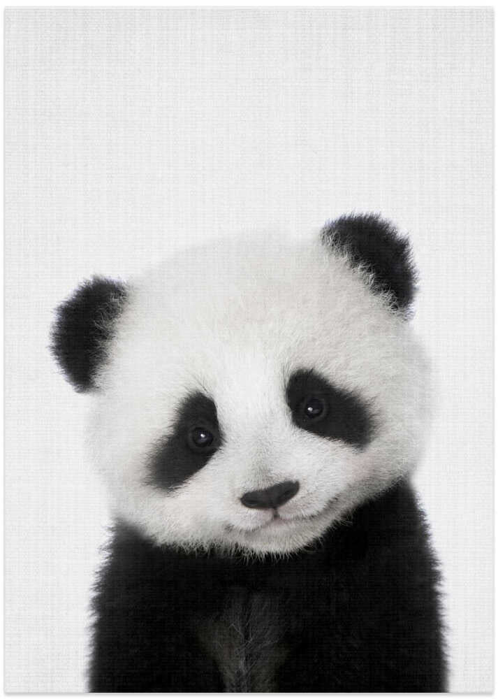 Cute Baby Panda – B2B