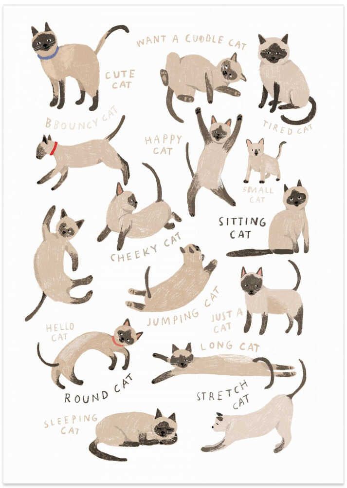 Cute Siamese Cat Poses – B2B