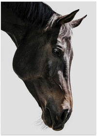 Gentle Equine Gaze – B2B