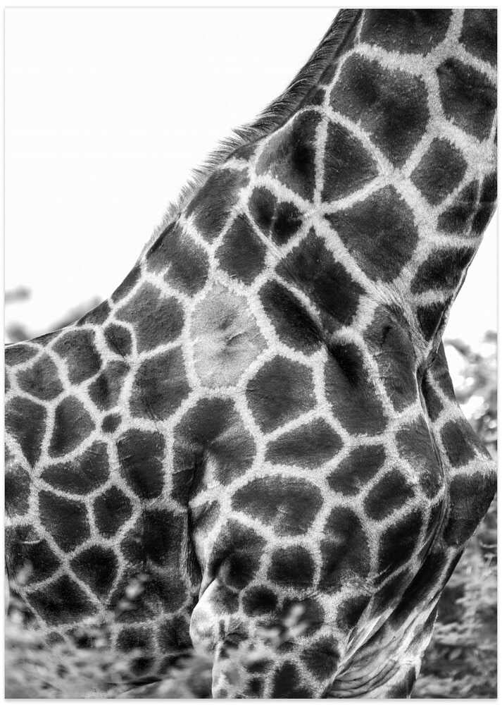 Intricate Patterns Of A Giraffe's Skin – B2B
