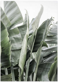 Banana Leaves In Soft Lighting – B2B