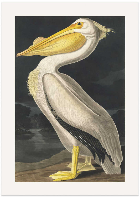 American White Pelican From Birds of America (1827) – B2B