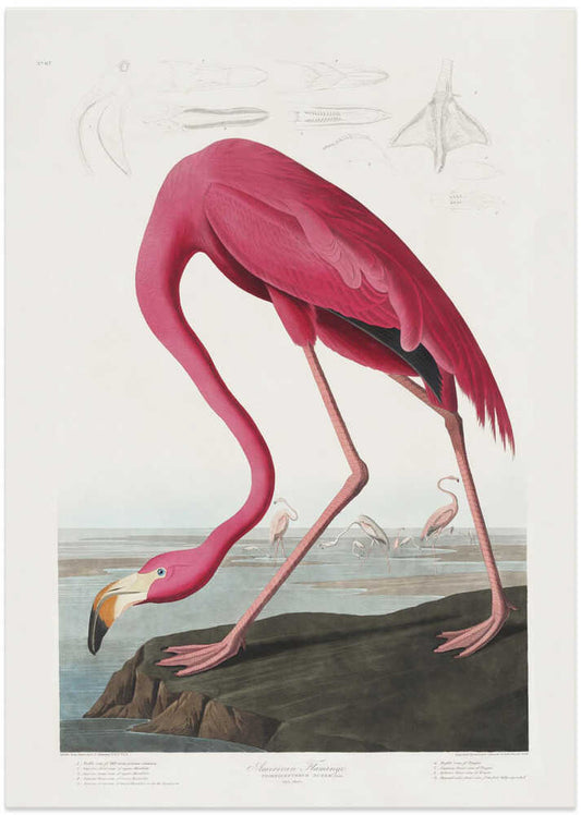 Pink Flamingo From Birds of America (1827) – B2B