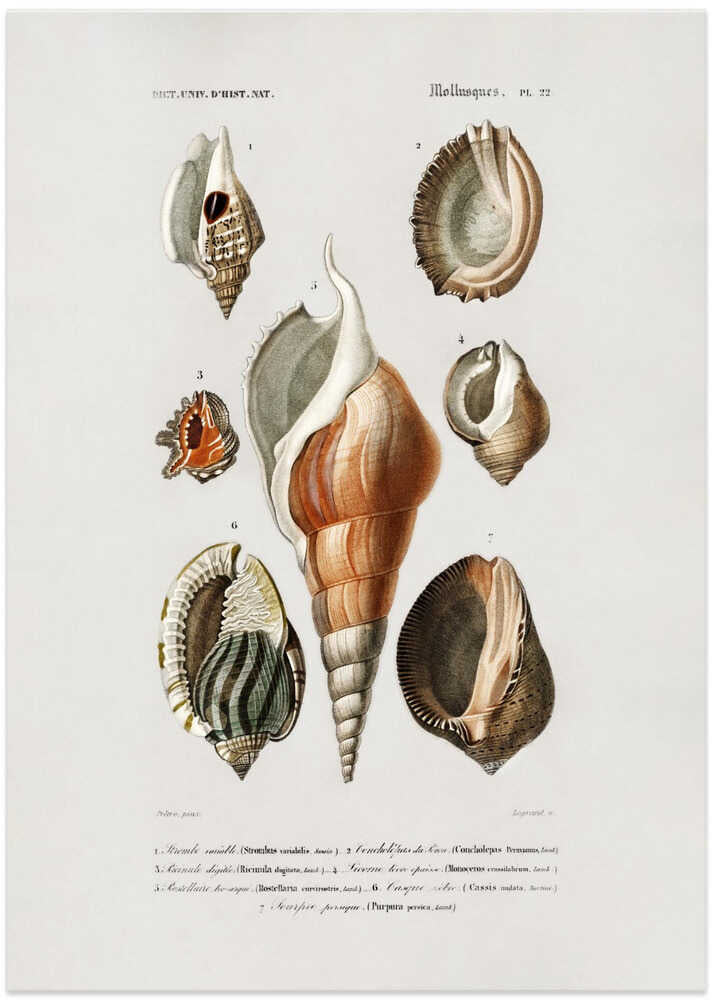 Different Types of Mollusks – B2B