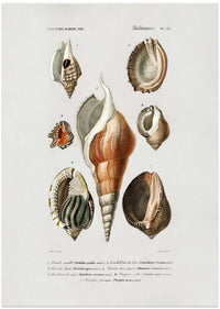 Different Types of Mollusks – B2B