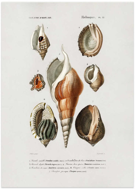 Different Types of Mollusks – B2B