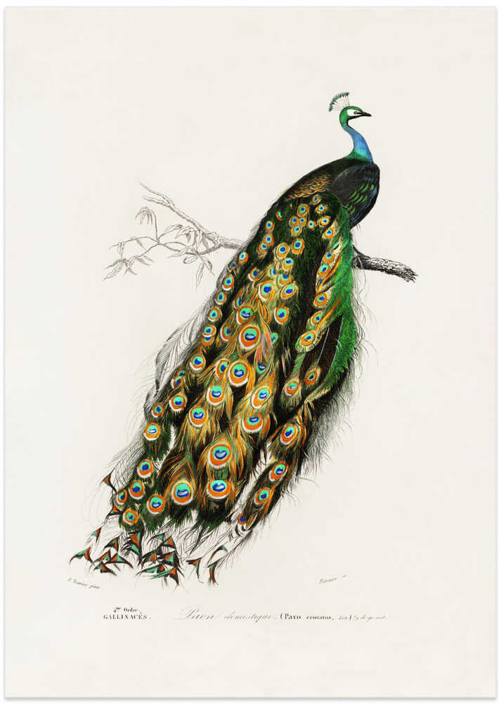 Indian Peafowl Peacock – B2B