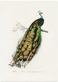 Indian Peafowl Peacock – B2B