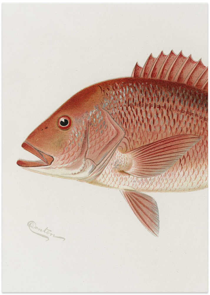 Red Snapper – B2B