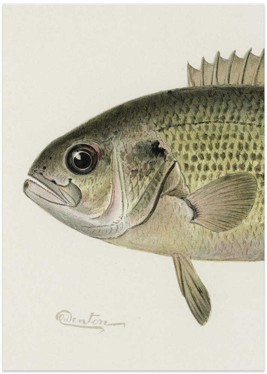 Rock Bass Crop - XL Poster