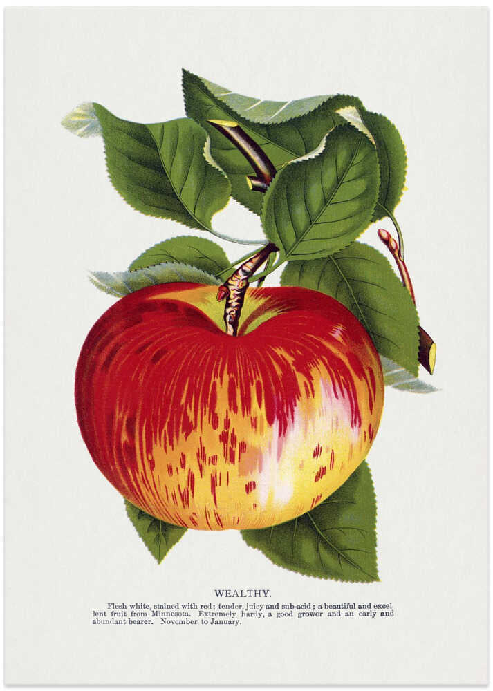 Wealthy Apple Lithograph – B2B
