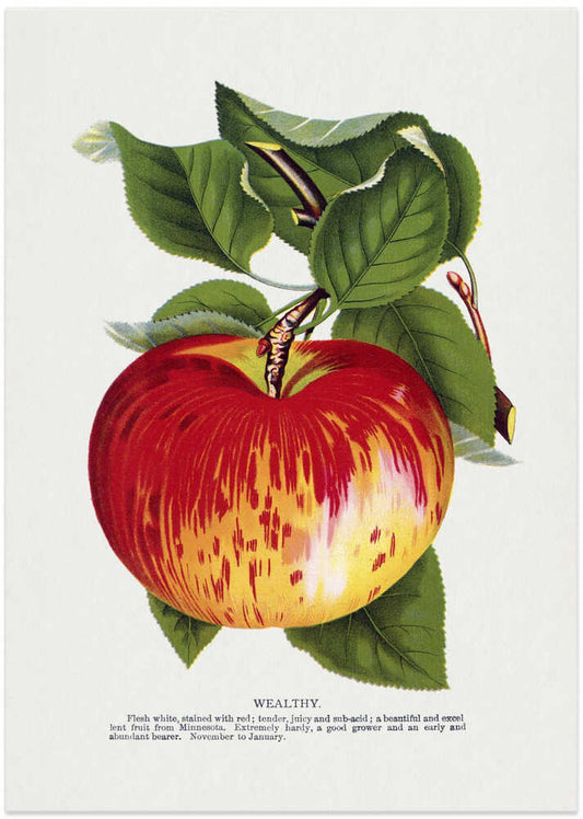 Wealthy Apple Lithograph – B2B
