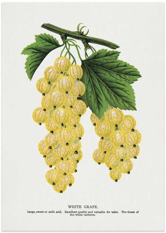 White Grape Lithograph – B2B