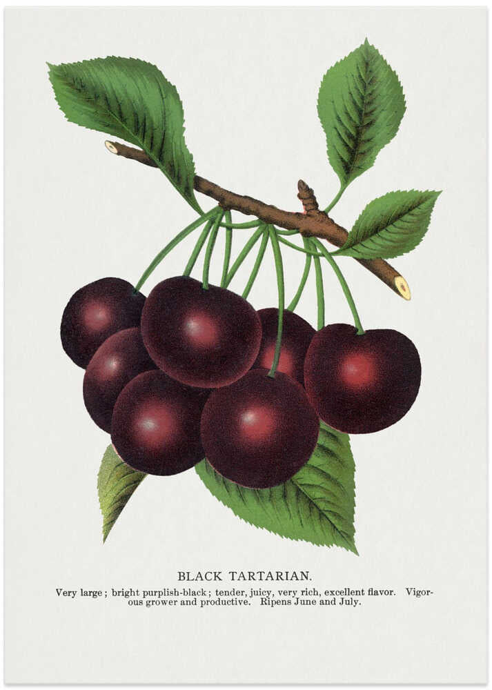 Black Tartarian Cherry Lithograph – B2B