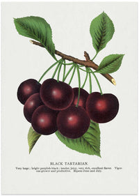 Black Tartarian Cherry Lithograph – B2B